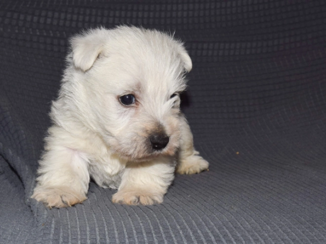 West Highland White Terrier puppy for sale