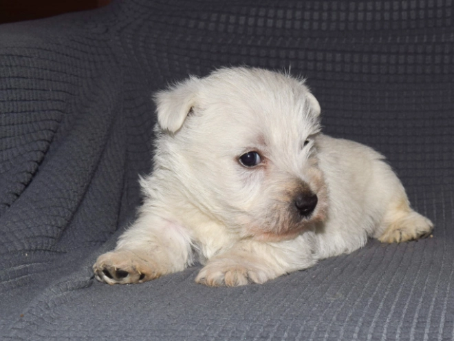 West Highland White Terrier puppy for sale