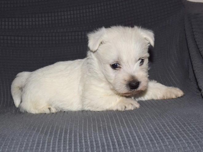 West Highland White Terrier puppy for sale