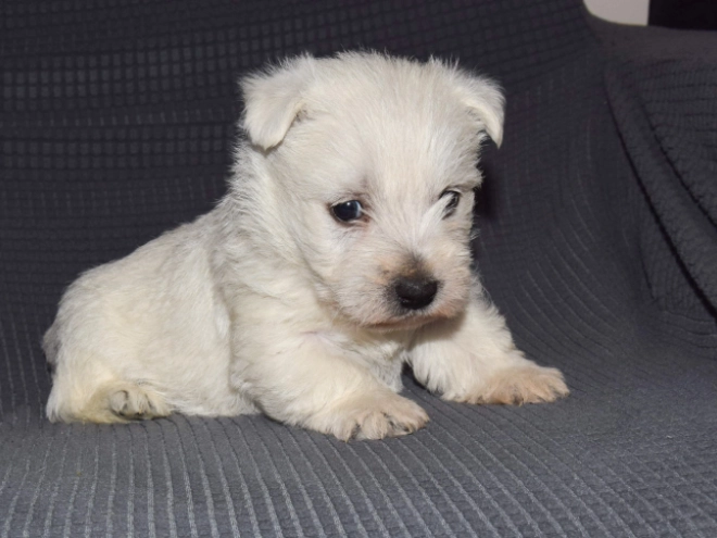 West Highland White Terrier puppy for sale