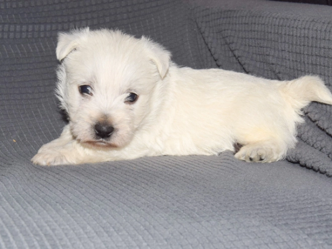 West Highland White Terrier puppy for sale