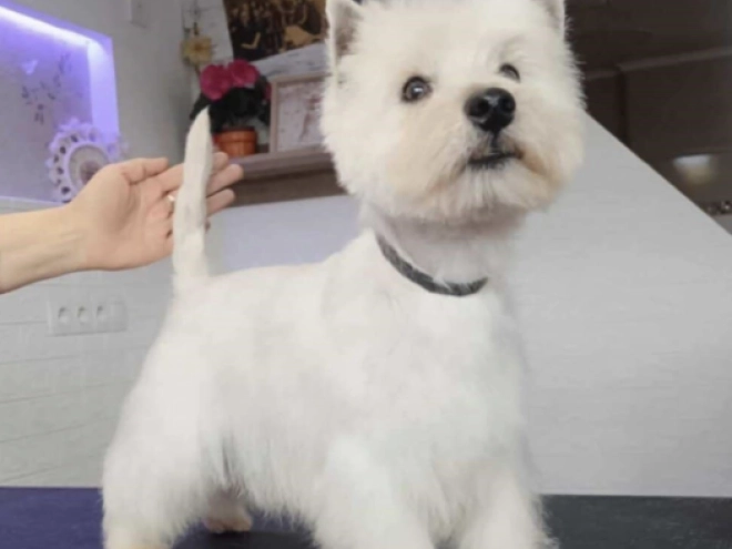 Perros Terrier West Highland White en venta