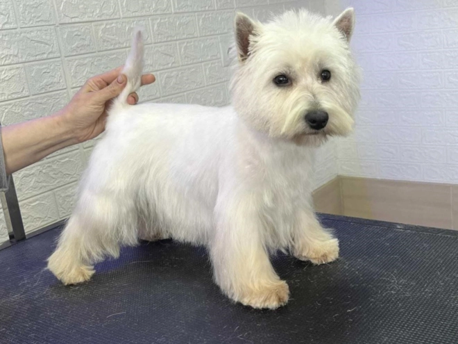 Perros Terrier West Highland White en venta