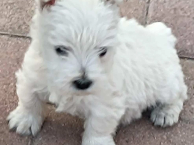 West Highland White Terrier puppy for sale