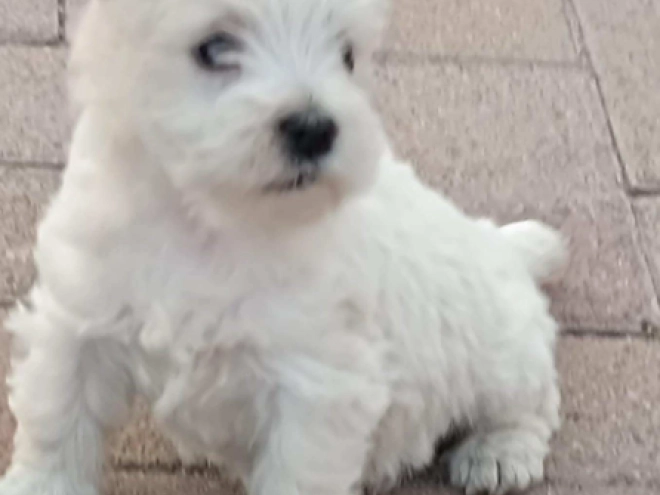 West Highland White Terrier puppy for sale