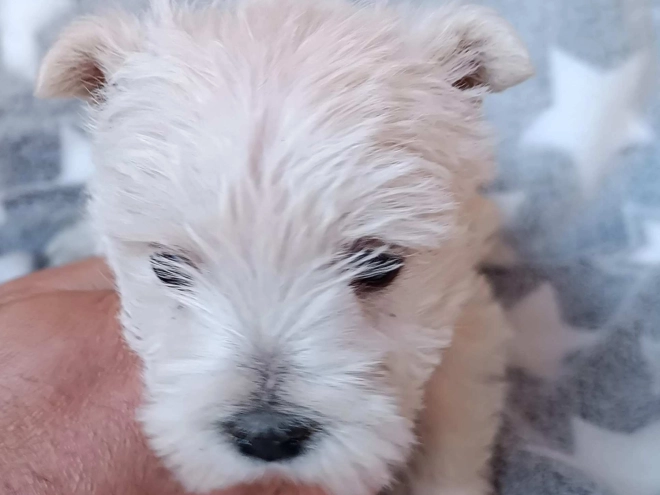 West Highland White Terrier puppy for sale