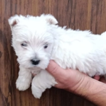Diamond, white West Highland White Terrier for sale