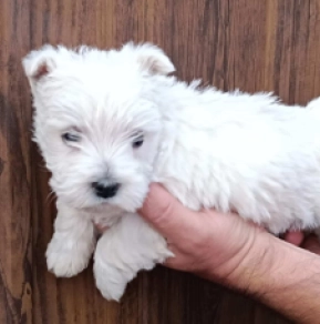 Diamond, white West Highland White Terrier for sale