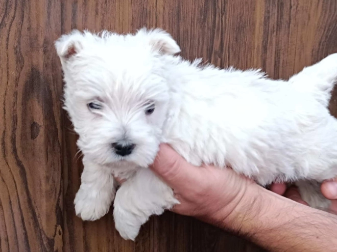 West Highland White Terrier puppy for sale