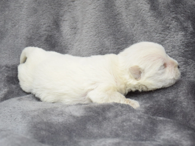 West Highland White Terrier puppy for sale