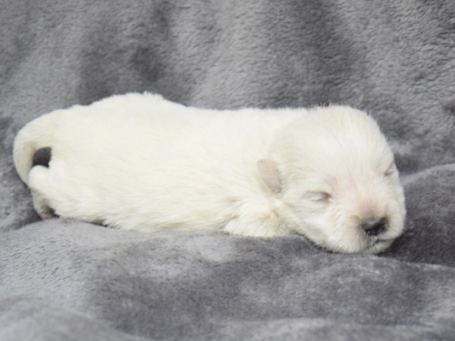 West Highland White Terrier puppy for sale