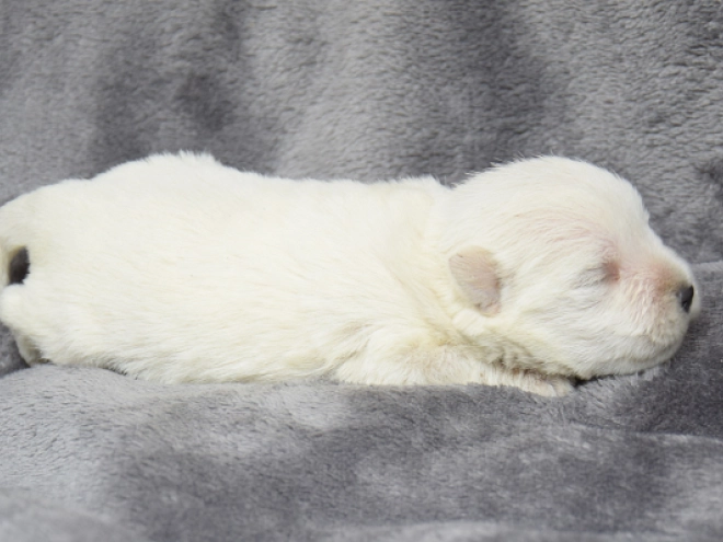 West Highland White Terrier puppy for sale