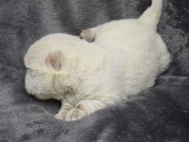 West Highland White Terrier puppy for sale
