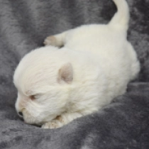 Diamond, white West Highland White Terrier for sale
