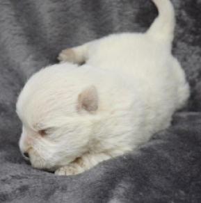 West Highland White Terrier puppy for sale