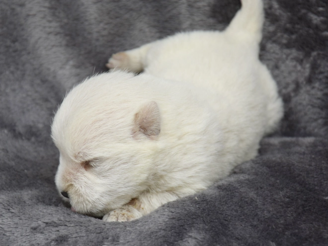 West Highland White Terrier puppy for sale