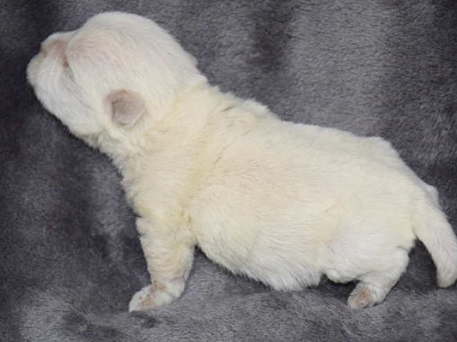 West Highland White Terrier puppy for sale