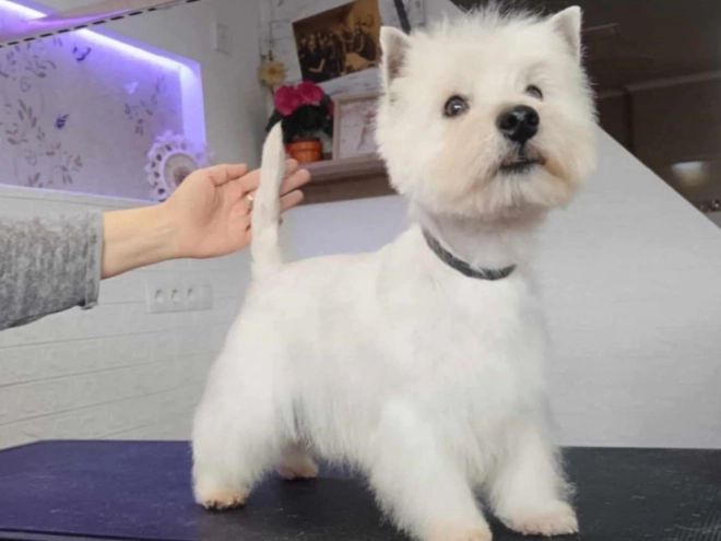 West Highland White Terrier puppy for sale