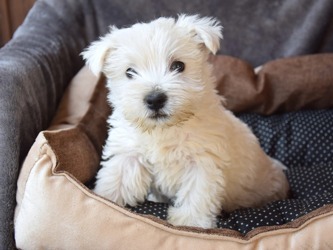 West Highland White Terrier puppy for sale