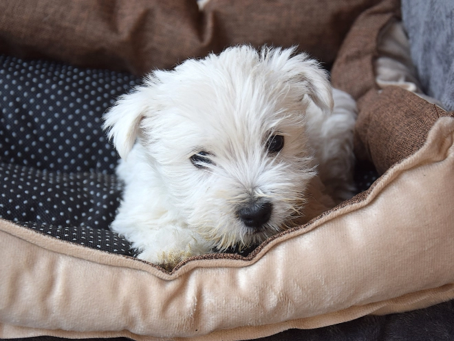 West Highland White Terrier puppy for sale