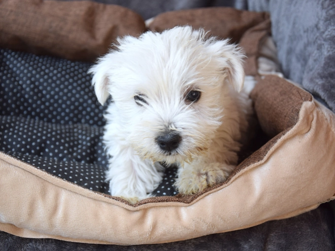 West Highland White Terrier puppy for sale