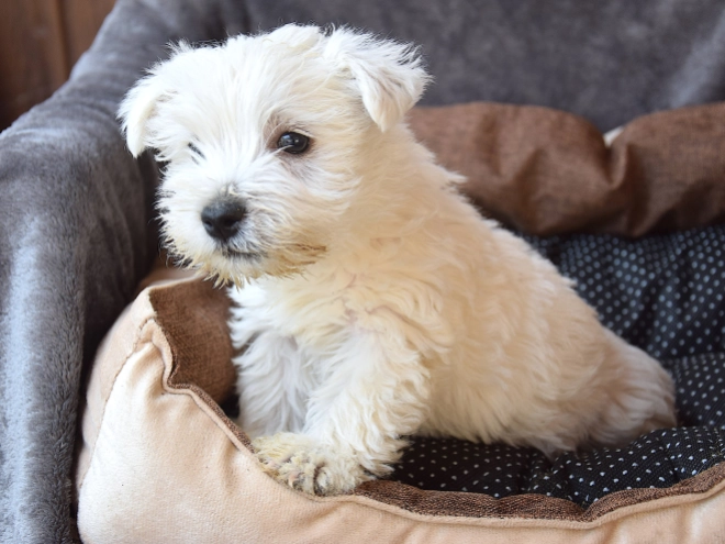 West Highland White Terrier puppy for sale