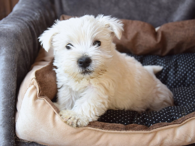 West Highland White Terrier puppy for sale