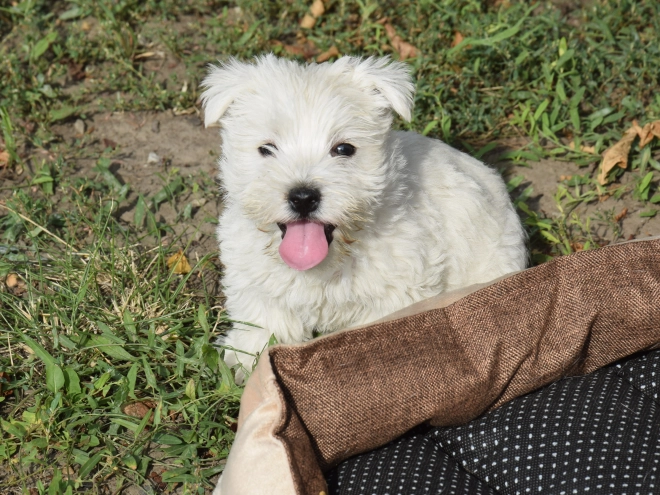 West Highland White Terrier puppy for sale