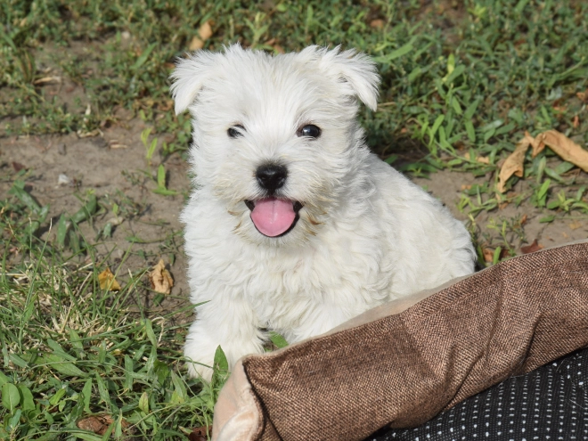 West Highland White Terrier puppy for sale