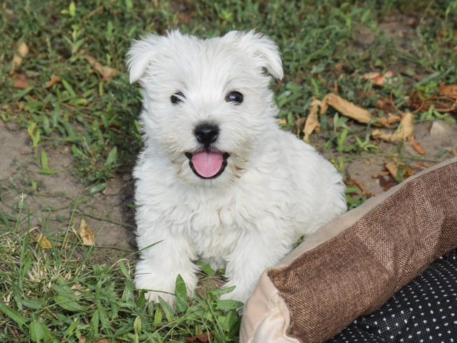 West Highland White Terrier puppy for sale