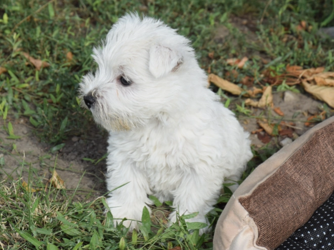 West Highland White Terrier puppy for sale