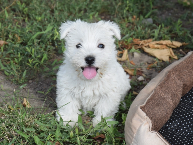 West Highland White Terrier puppy for sale