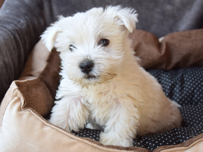 West Highland White Terrier puppy for sale