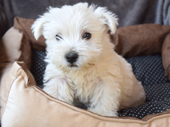 West Highland White Terrier puppy for sale