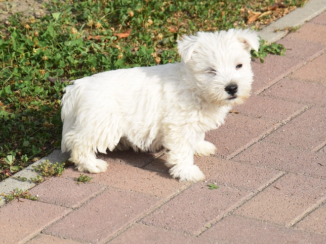 West Highland White Terrier puppy for sale