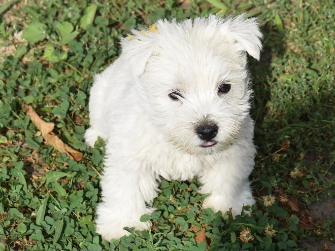 West Highland White Terrier puppy for sale