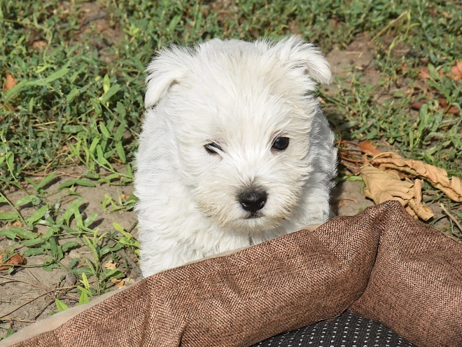 West Highland White Terrier puppy for sale