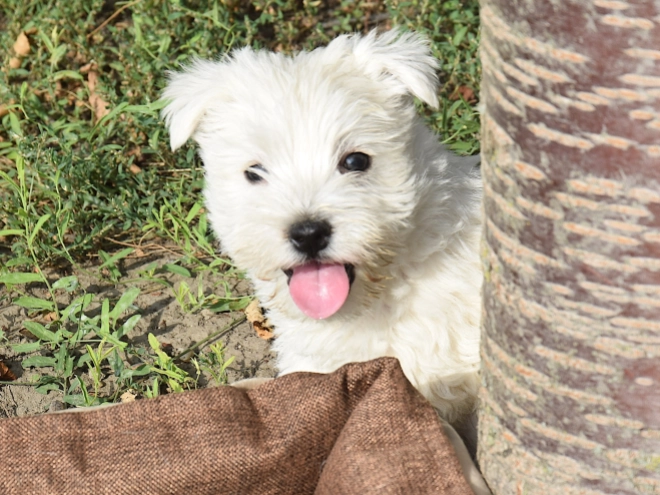 West Highland White Terrier puppy for sale