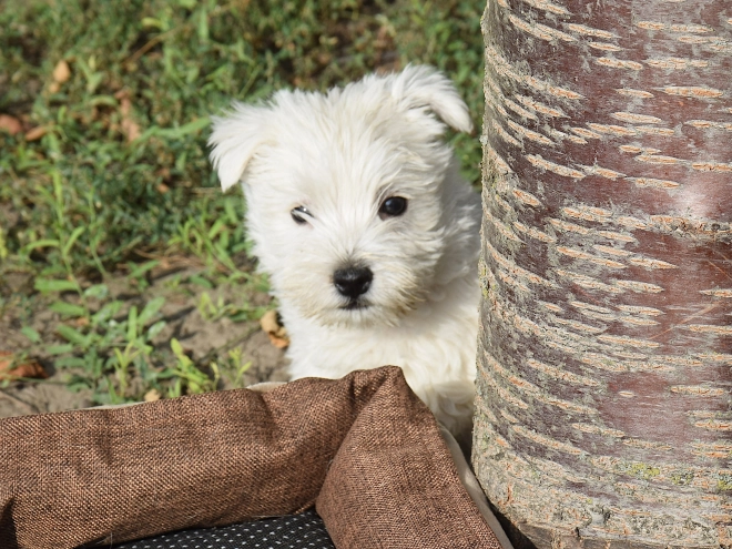 West Highland White Terrier puppy for sale