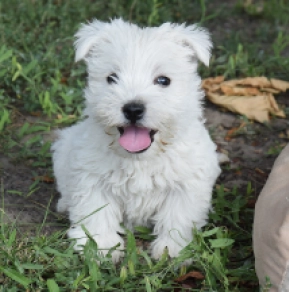 West Highland White Terrier puppy for sale