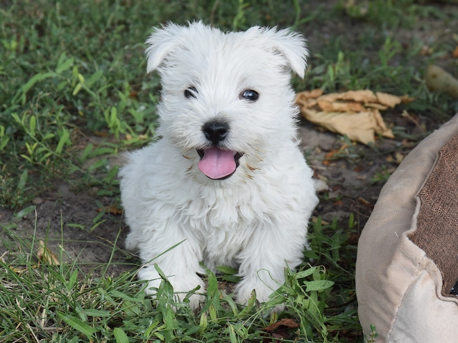 West Highland White Terrier puppy for sale