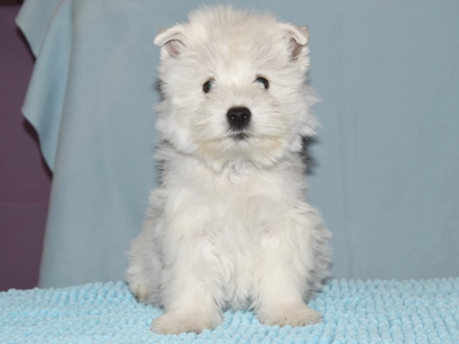 West Highland White Terrier Welpe kaufen