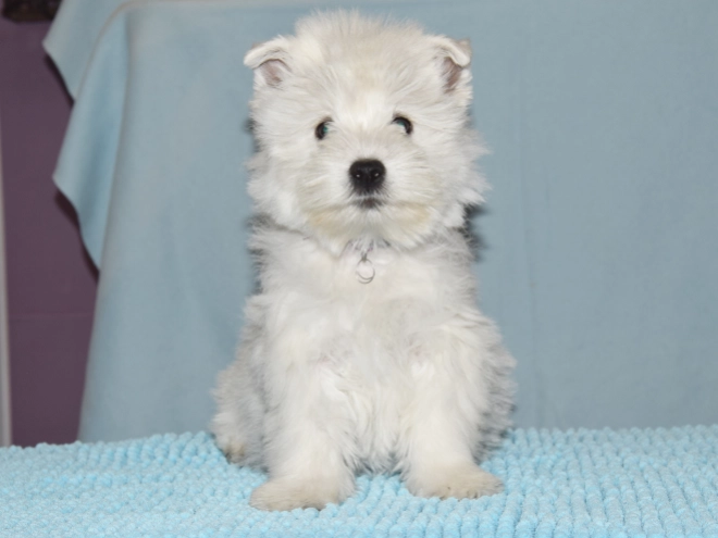 West Highland White Terrier Welpe kaufen