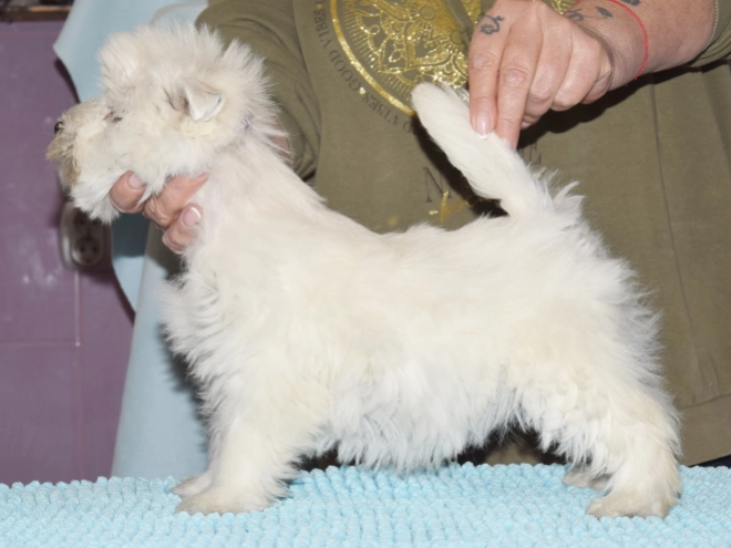 West Highland White Terrier Welpe kaufen