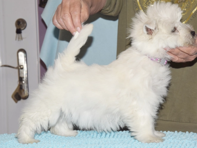West Highland White Terrier Welpe kaufen
