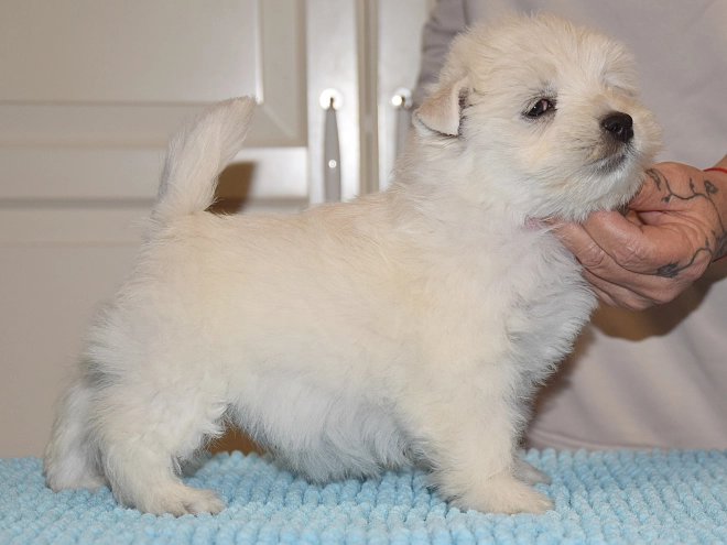 West Highland White Terrier Welpe kaufen
