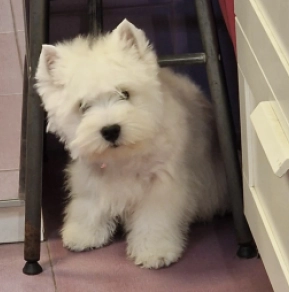 West Highland White Terrier Welpe kaufen