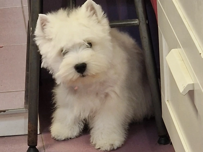 West Highland White Terrier Welpe kaufen
