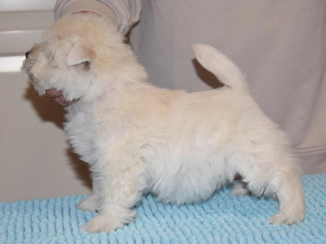 West Highland White Terrier Welpe kaufen