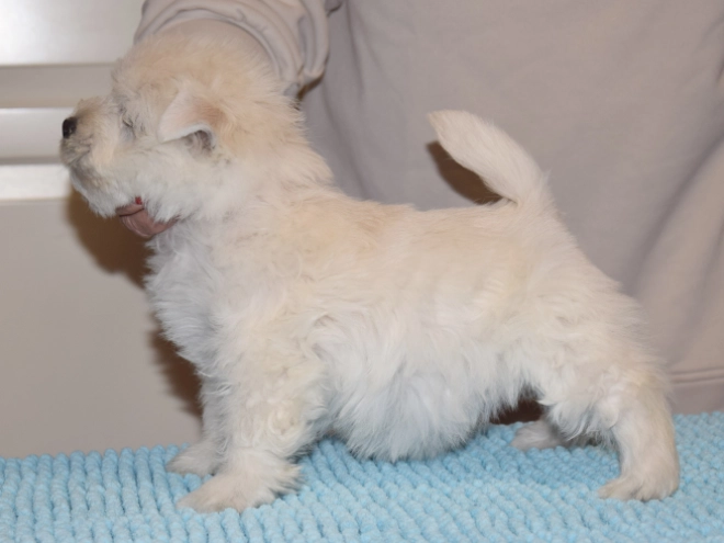 West Highland White Terrier Welpe kaufen